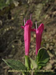 Image of Satureja multiflora (Menta de rbol/Satureja/Poleo en flor)